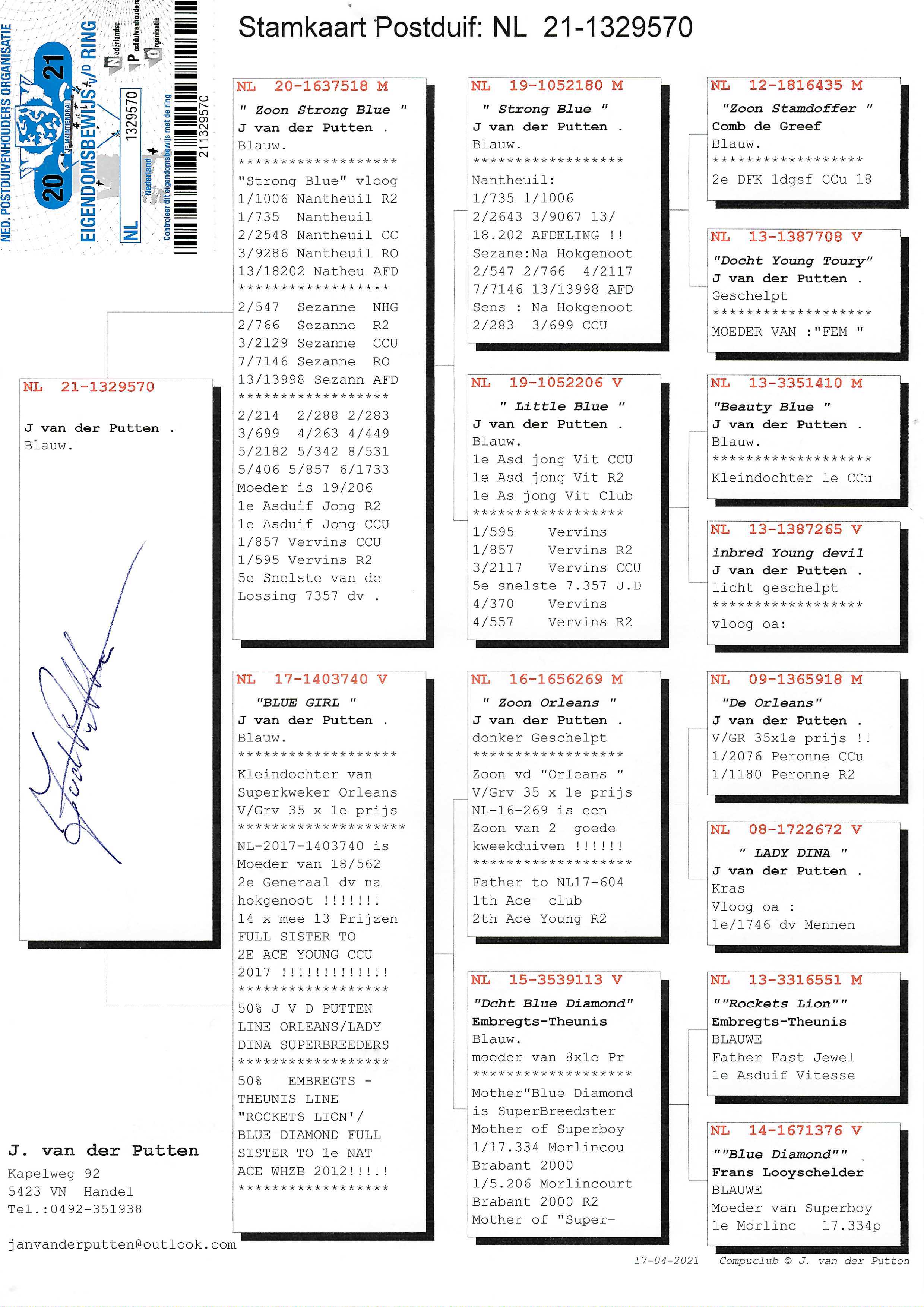 Pigeon pedigree image