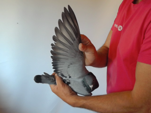 Pigeon image