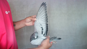 Pigeon image