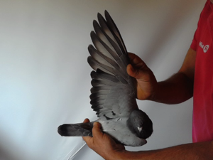 Pigeon image