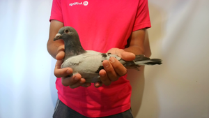 Pigeon image