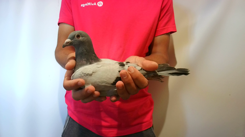 Pigeon image