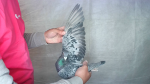 Pigeon image