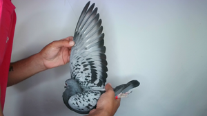 Pigeon image