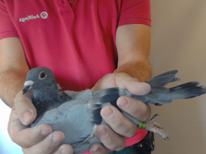 Pigeon image