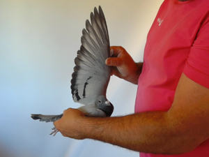 Pigeon image
