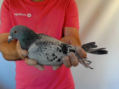 Pigeon image