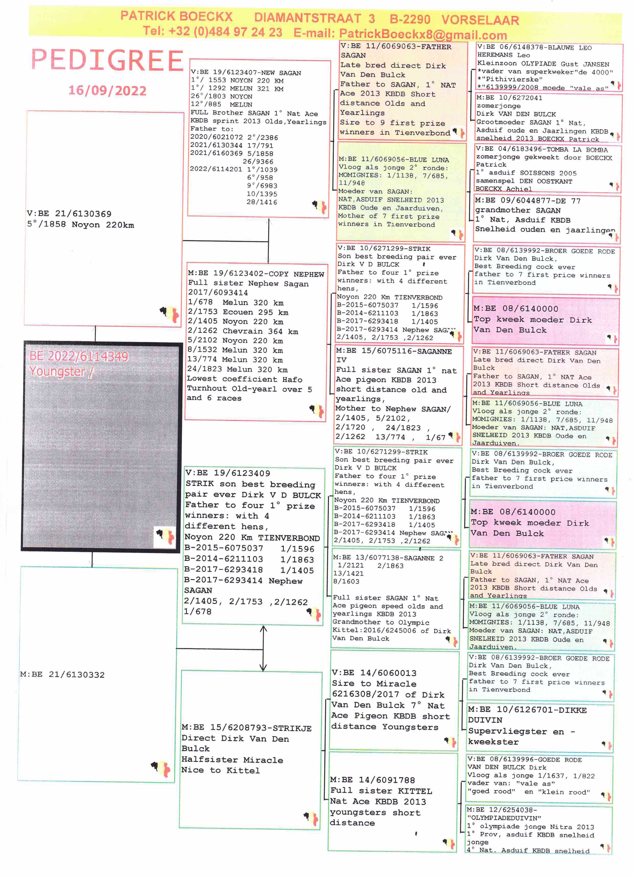 Pigeon pedigree image