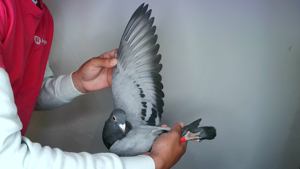 Pigeon image