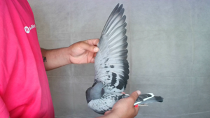 Pigeon image