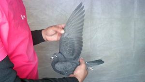 Pigeon image