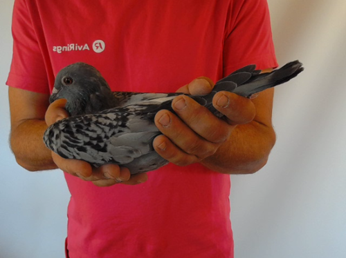 Pigeon image