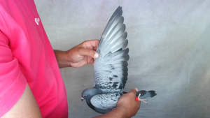 Pigeon image