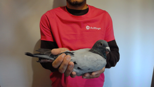 Pigeon image