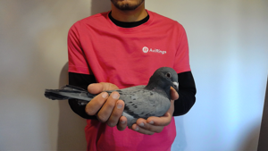 Pigeon image