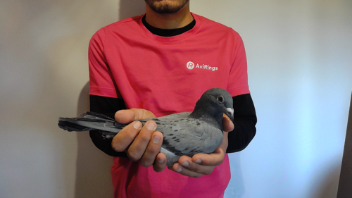 Pigeon image