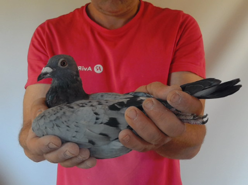 Pigeon image