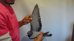 Pigeon image