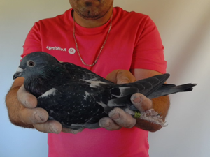 Pigeon image