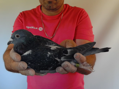 Pigeon image