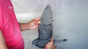 Pigeon image