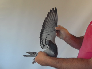 Pigeon image