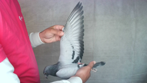 Pigeon image