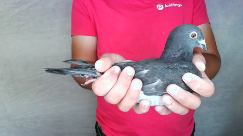Pigeon image