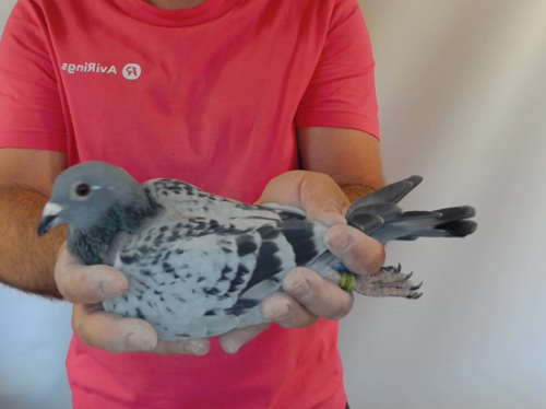 Pigeon image