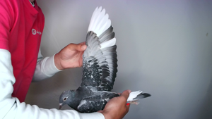 Pigeon image