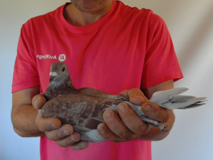 Pigeon image