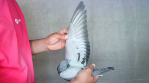 Pigeon image