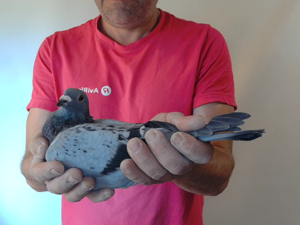 Pigeon image