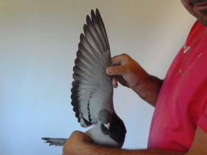 Pigeon image