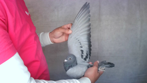 Pigeon image