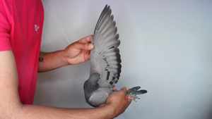 Pigeon image
