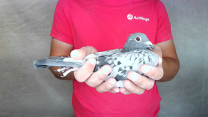 Pigeon image