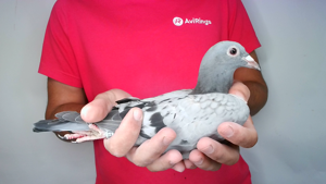 Pigeon image