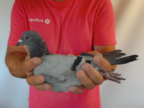 Pigeon image