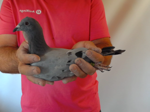 Pigeon image