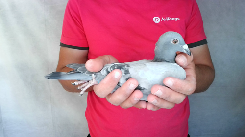 Pigeon image