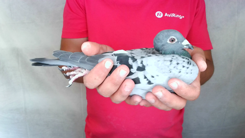 Pigeon image