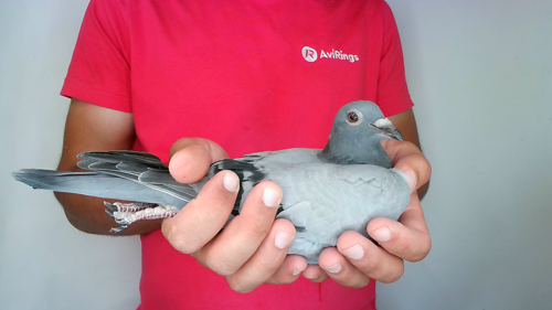 Pigeon image