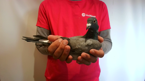 Pigeon image