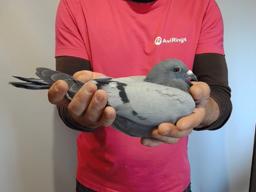 Pigeon image