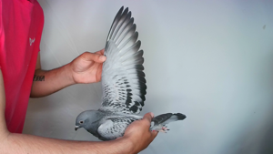 Pigeon image