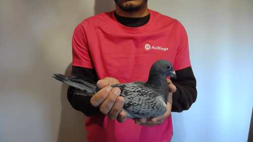 Pigeon image