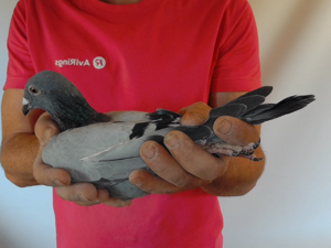 Pigeon image
