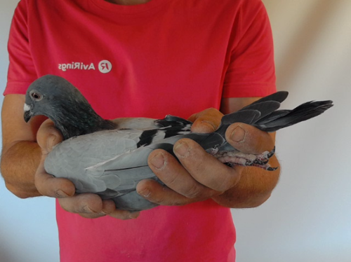 Pigeon image