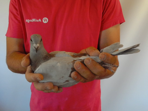Pigeon image